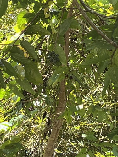 Cananga odorata
