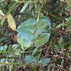 Griselinia scandens