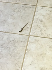 Elgaria multicarinata