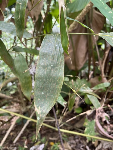 Carrycillo (Olyra latifolia)