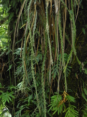 Lepismium cruciforme