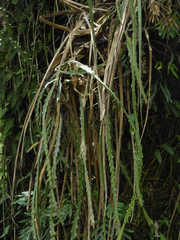 Lepismium cruciforme