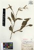 Nicotiana obtusifolia var. palmeri