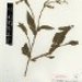 Nicotiana obtusifolia palmeri - Photo (c) MBG, alguns direitos reservados (CC BY-NC-SA)