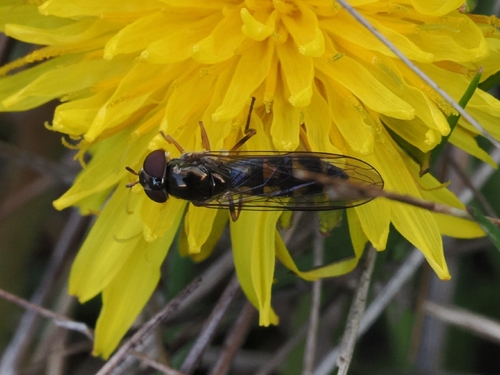 Unknown species found near Oak Harbor, WA 98277, USA