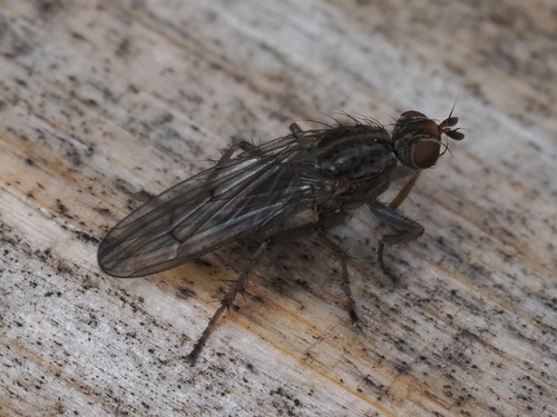 Unknown species found near Oak Harbor, WA 98277, USA