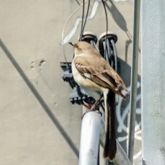 Mimus polyglottos image