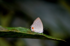 Theclopsis lydus