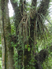 Lepismium cruciforme