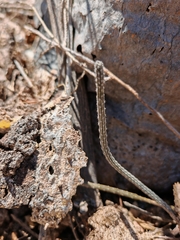 Peniocereus striatus