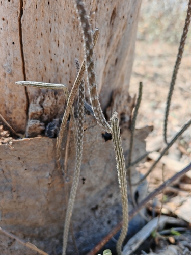 Peniocereus striatus, photograph 2