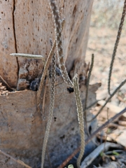 Peniocereus striatus, photograph author not stated, no rights reserved