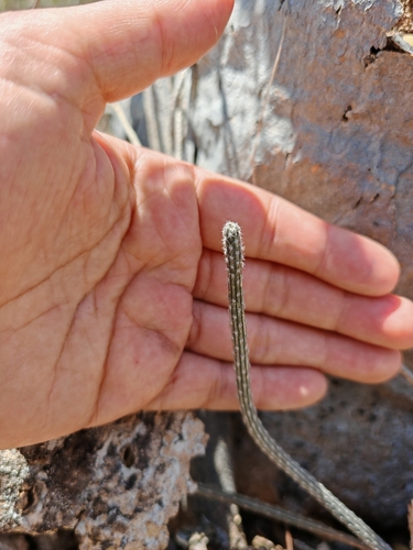 Peniocereus striatus, photograph 3