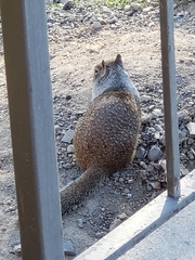 Otospermophilus beecheyi