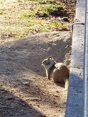 Otospermophilus beecheyi