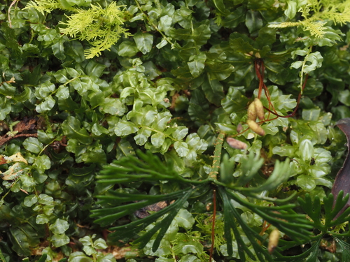 Plagiomnium rhynchophorum observed 2026-03-14