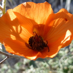 Andrena sphaeralceae
