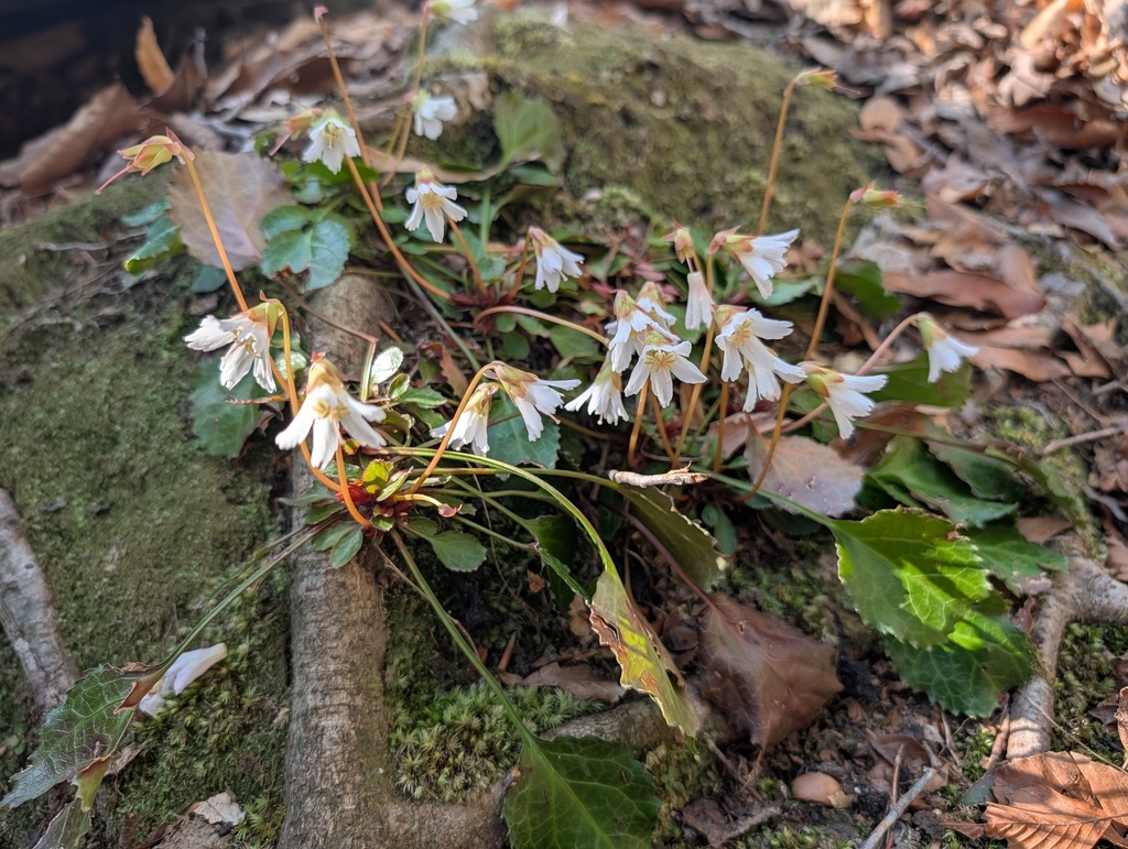 Shortia galacifolia; photograph author not stated, no rights reserved