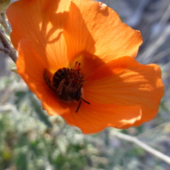 Andrena sphaeralceae
