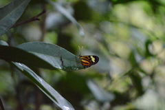 Hypothyris euclea laphria