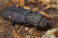 Pycnomerus