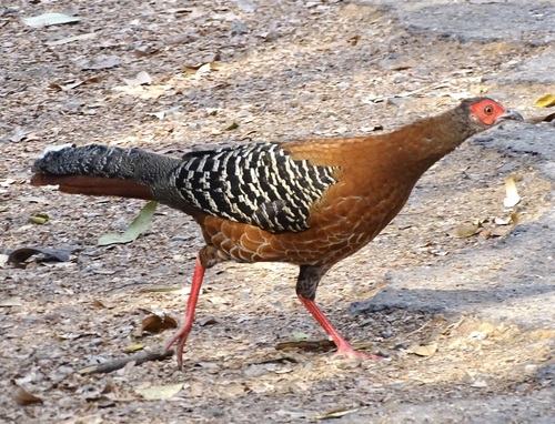 Siamese Fireback (Lophura diardi), photo 4