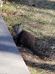 Otospermophilus beecheyi