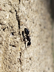 Camponotus