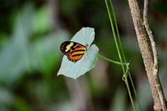 Hypothyris euclea laphria
