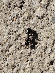 Camponotus