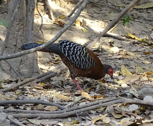 Siamese Fireback (Lophura diardi), photo 5