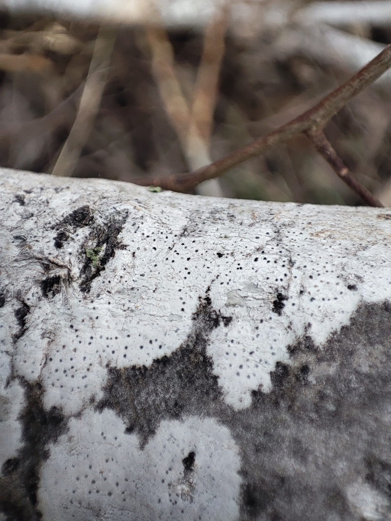Arthonia galactites