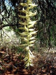 Tillandsia prodigiosa