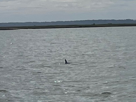Tursiops erebennus