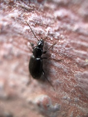 Agonum
