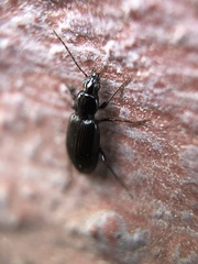 Agonum