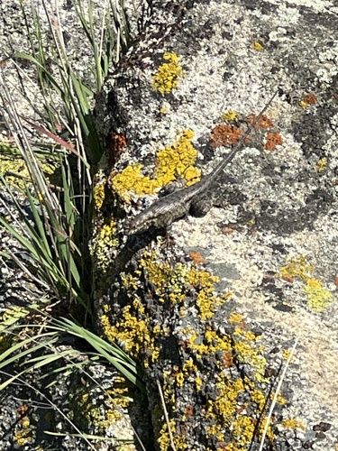 iNaturalist observation photo of Western Fence Lizard