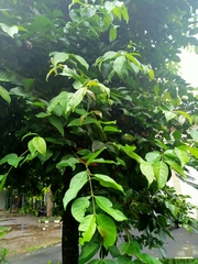 Syzygium polyanthum