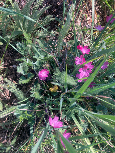 iNaturalist observation photo of checkerbloom