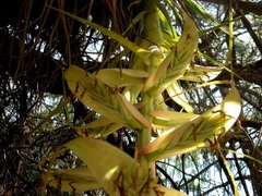 Tillandsia prodigiosa