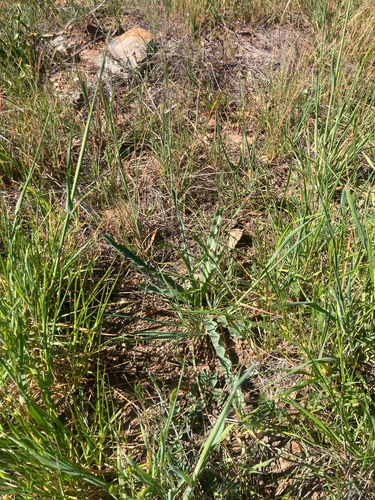 iNaturalist observation photo of wavy-leafed soap plant