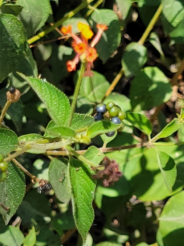 Lantana horrida