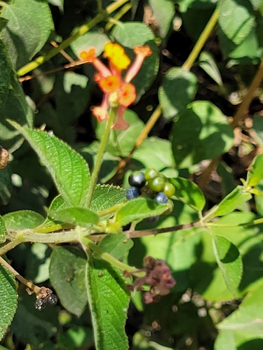 Lantana horrida