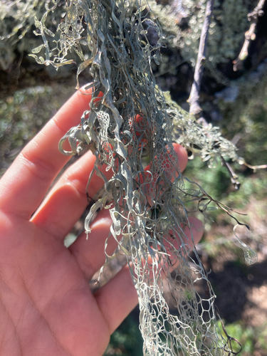 iNaturalist observation photo of lace lichen