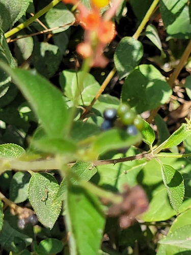 Lantana horrida