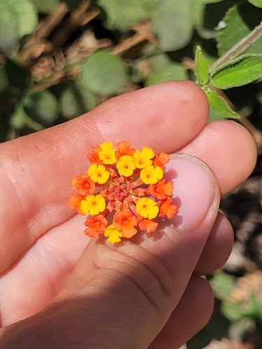 Lantana horrida