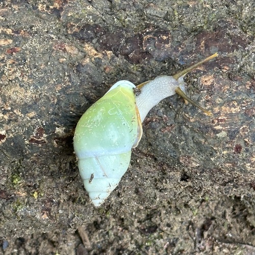 Amphidromus atricallosus