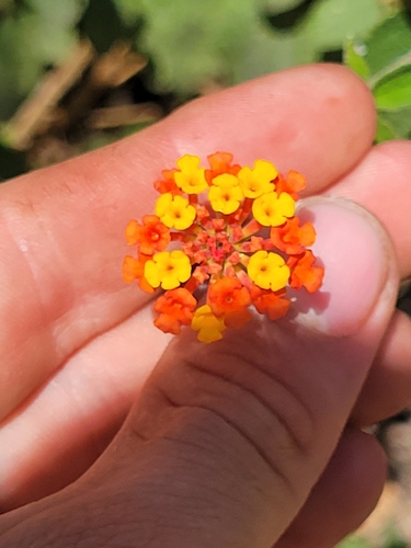 Lantana horrida