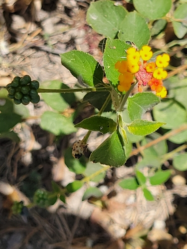 Lantana horrida