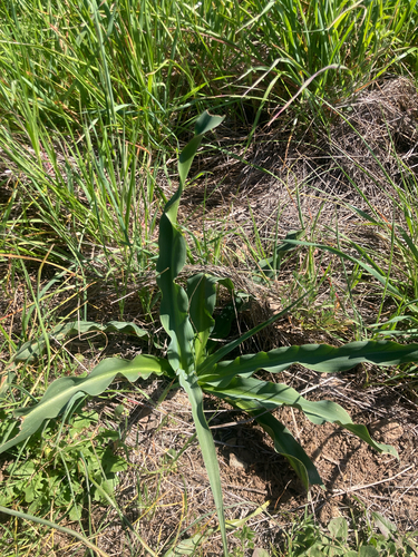 iNaturalist observation photo of wavy-leafed soap plant